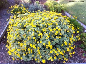 Euryops chrysanthemoides 'Purfled'  - blooming